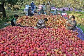 Apple farmers in IIOJK