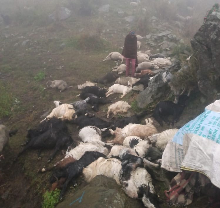 sheeps-thunder-rain-storm